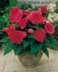 Begonia  FIMBRIATA PINK